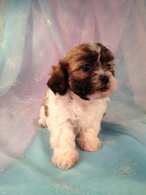 Female Shih tzu Bichon Puppy for sale #1 Born March 21st 2013|Teddy bear Breeders in Iowa|Easy to find if you are from Wisconsin or Illinois